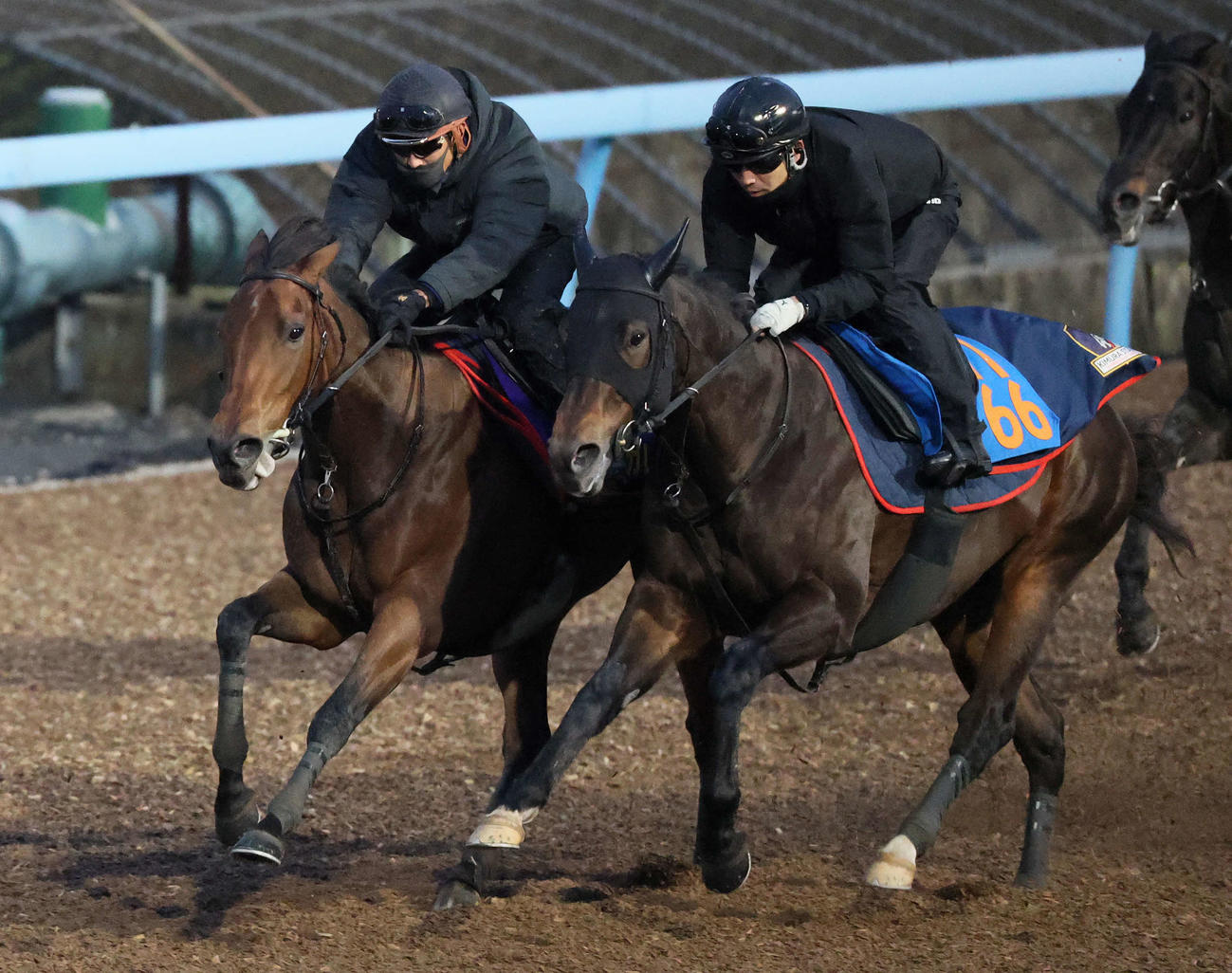 牝馬初の有馬記念連覇へ向けて美浦ウッドで追い切られたレガレイラ（奥）（撮影・丹羽敏通）