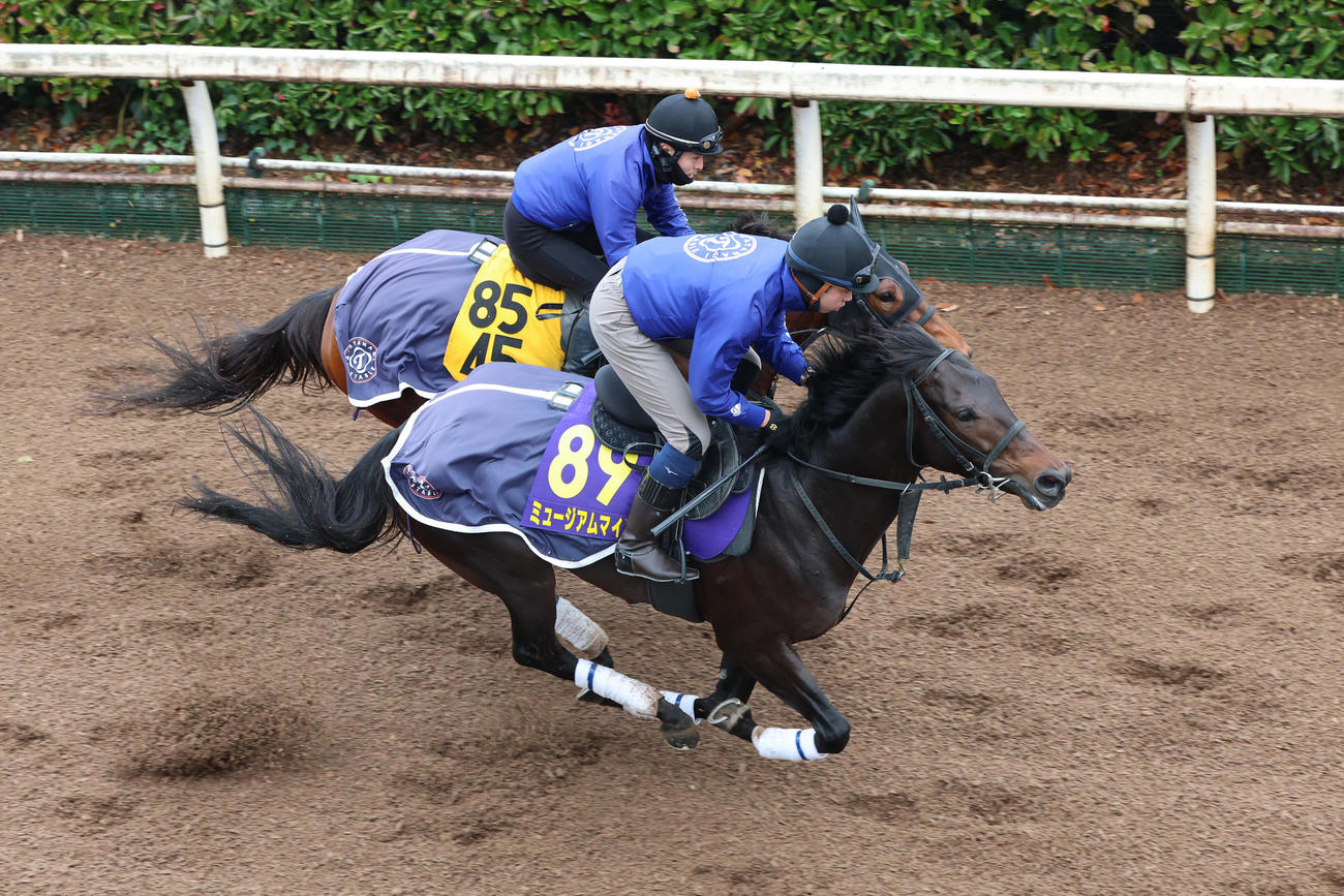 坂路で併せ馬を行うミュージアムマイル