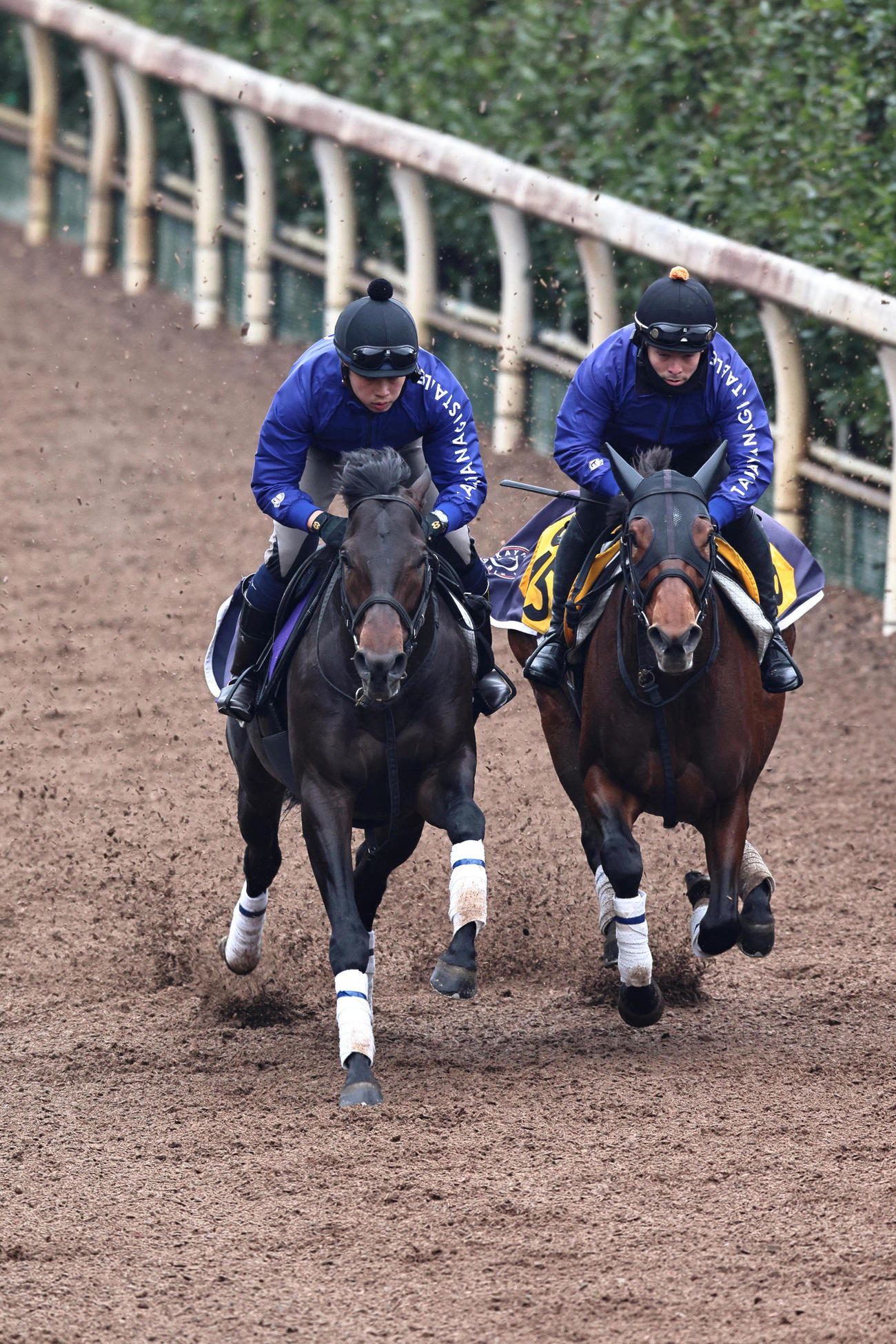 坂路で併せ馬を行うミュージアムマイル（左）