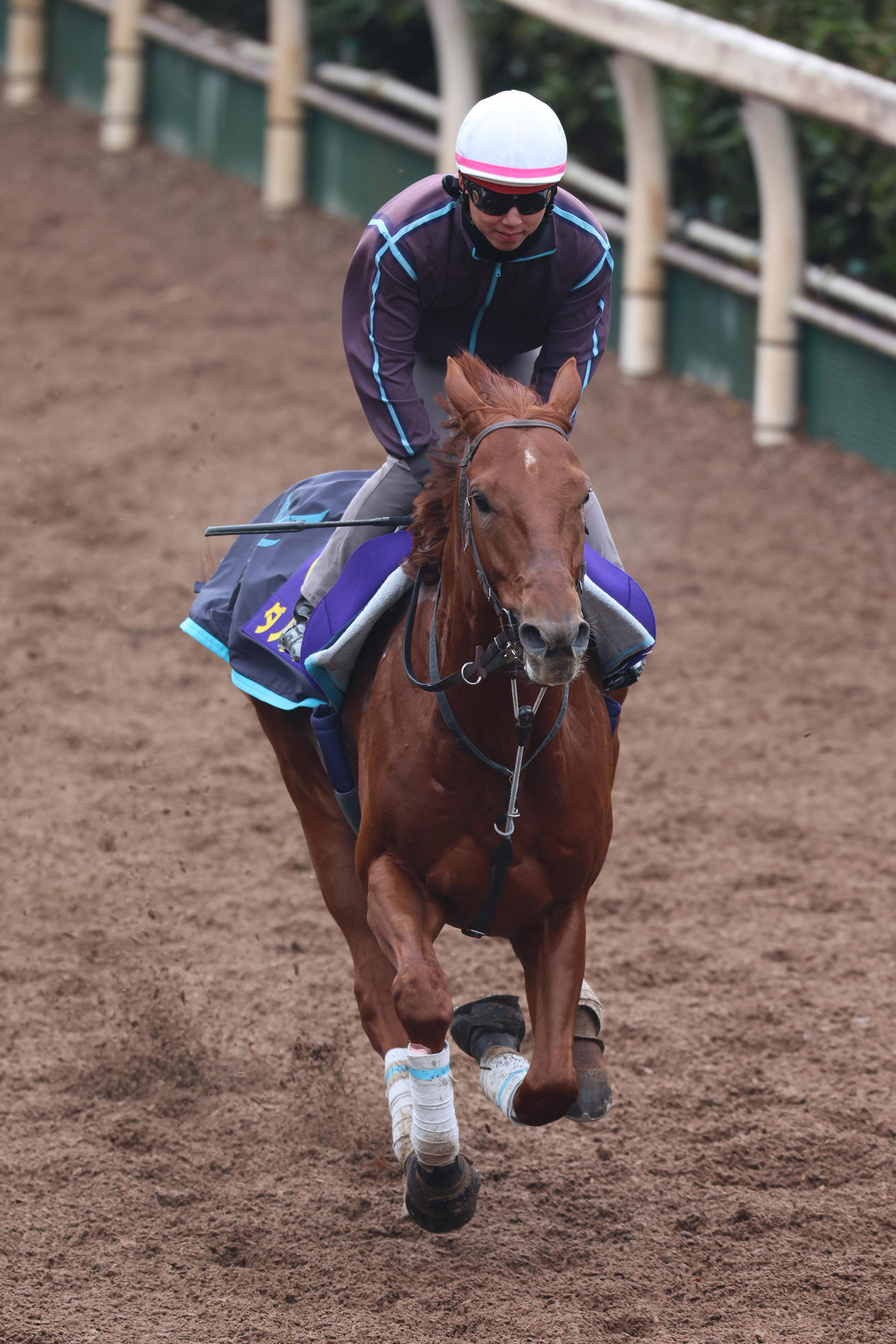 安田翔師が騎乗し、坂路を馬なりで駆け上がるダノンデサイル