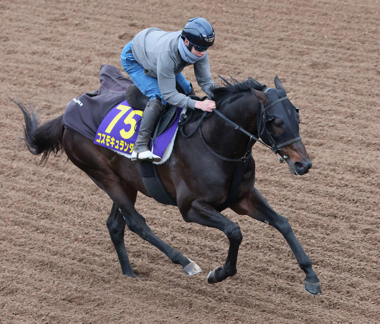 コスモキュランダは横山武騎手を背に坂路で追い切られた（撮影・丹羽敏通）