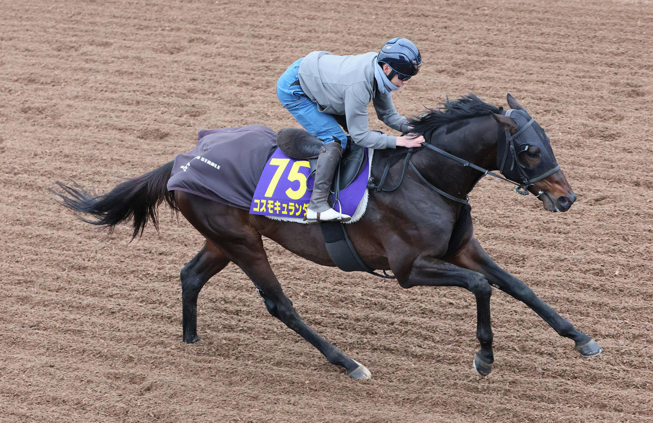 コスモキュランダは横山武騎手を背に坂路で追い切られた（撮影・丹羽敏通）
