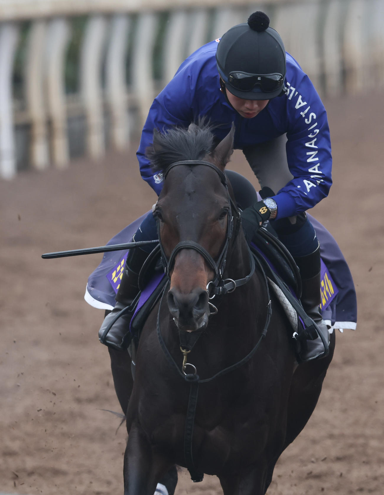 坂路にて併せ馬で追い切るミュージアムマイル