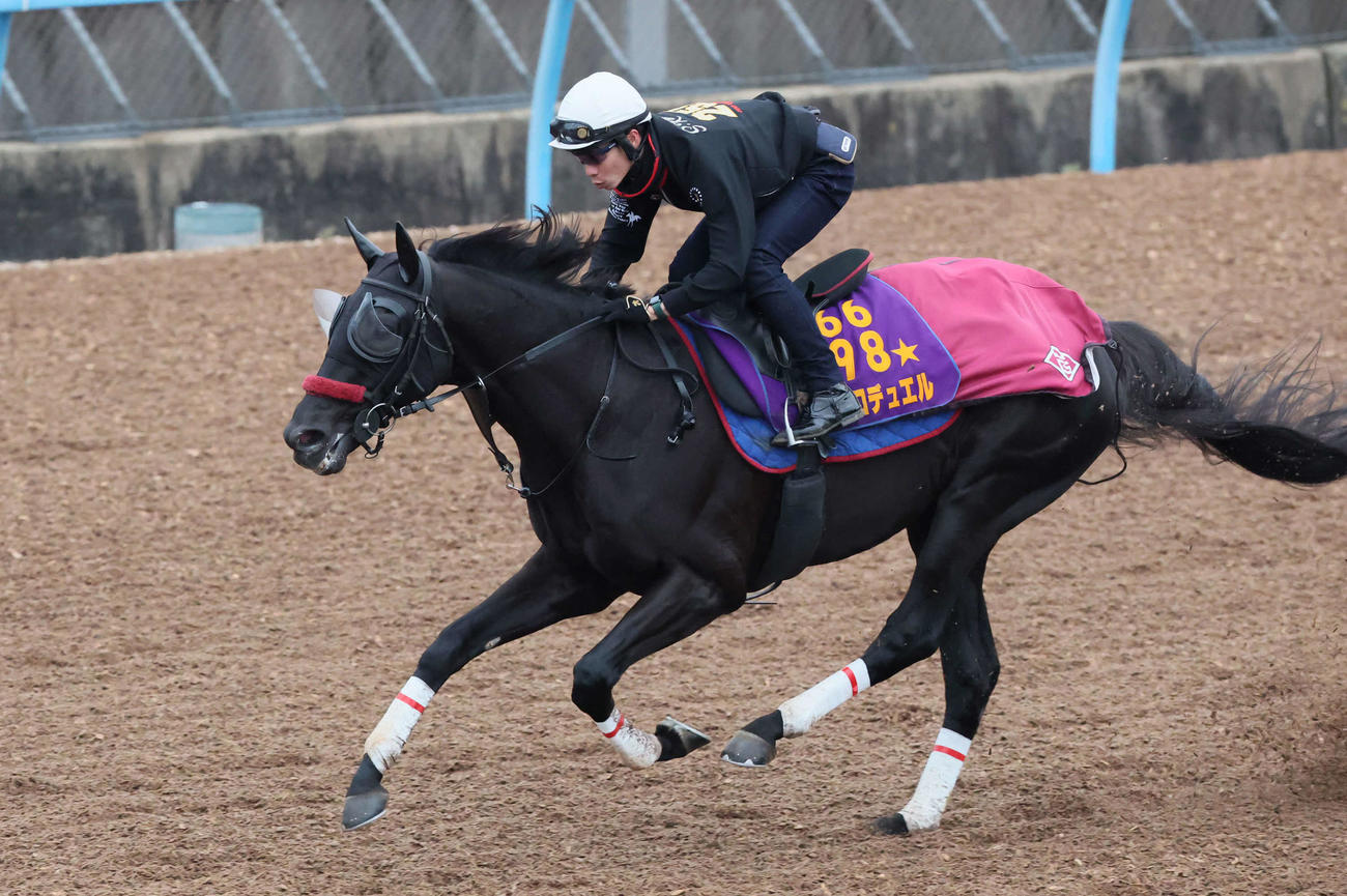 エコロデュエルは草野騎手を背に美浦ウッドで追い切られた（2025年12月24日撮影）