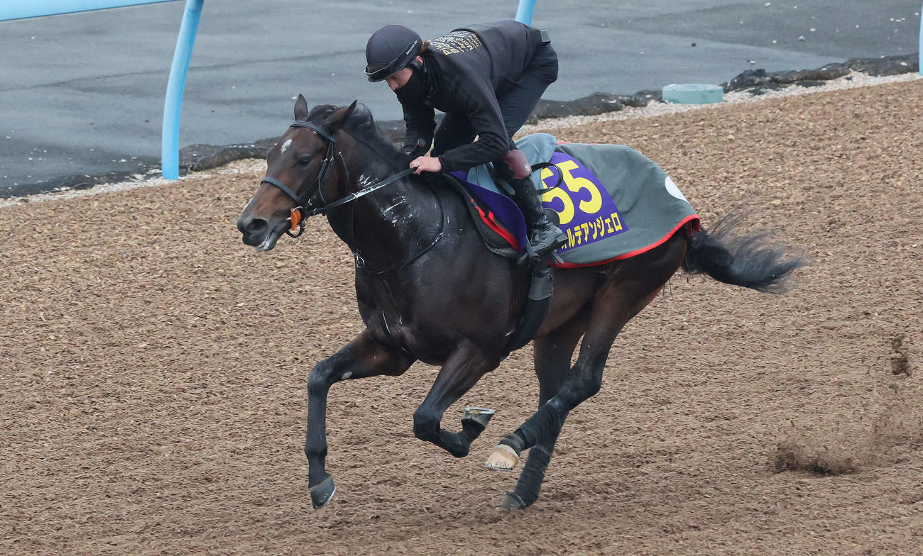 フォルテアンジェロは美浦ウッドで追い切られた（2025年12月24日撮影）
