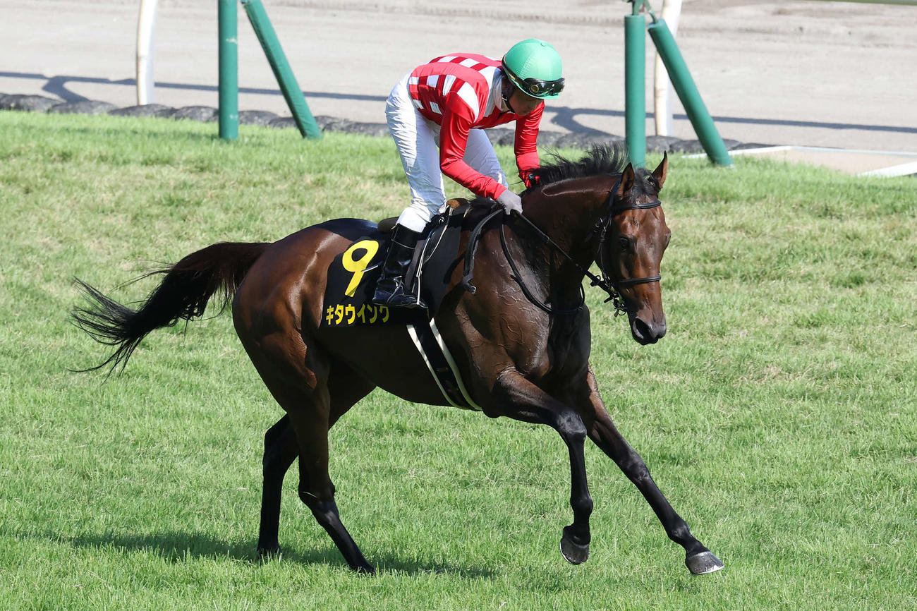【未使用】キタウイング キャップ 2022 新潟2歳ステークス / 2023 フェアリーステークス 勝利記念 競馬 連戦連勝！キタウイングが重賞初制覇【新潟2歳ステークス2022】 - YouTube