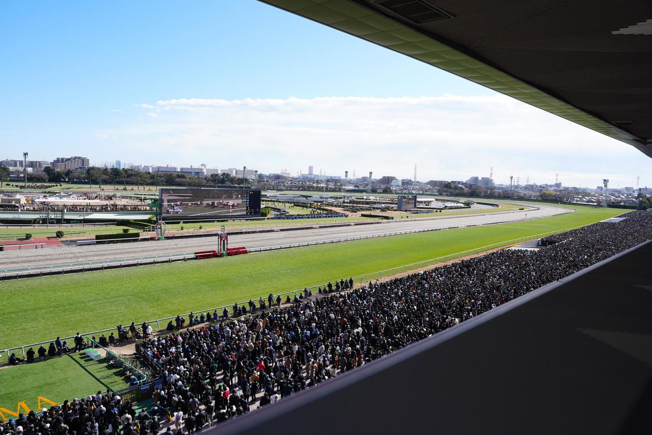 中山競馬場の直線