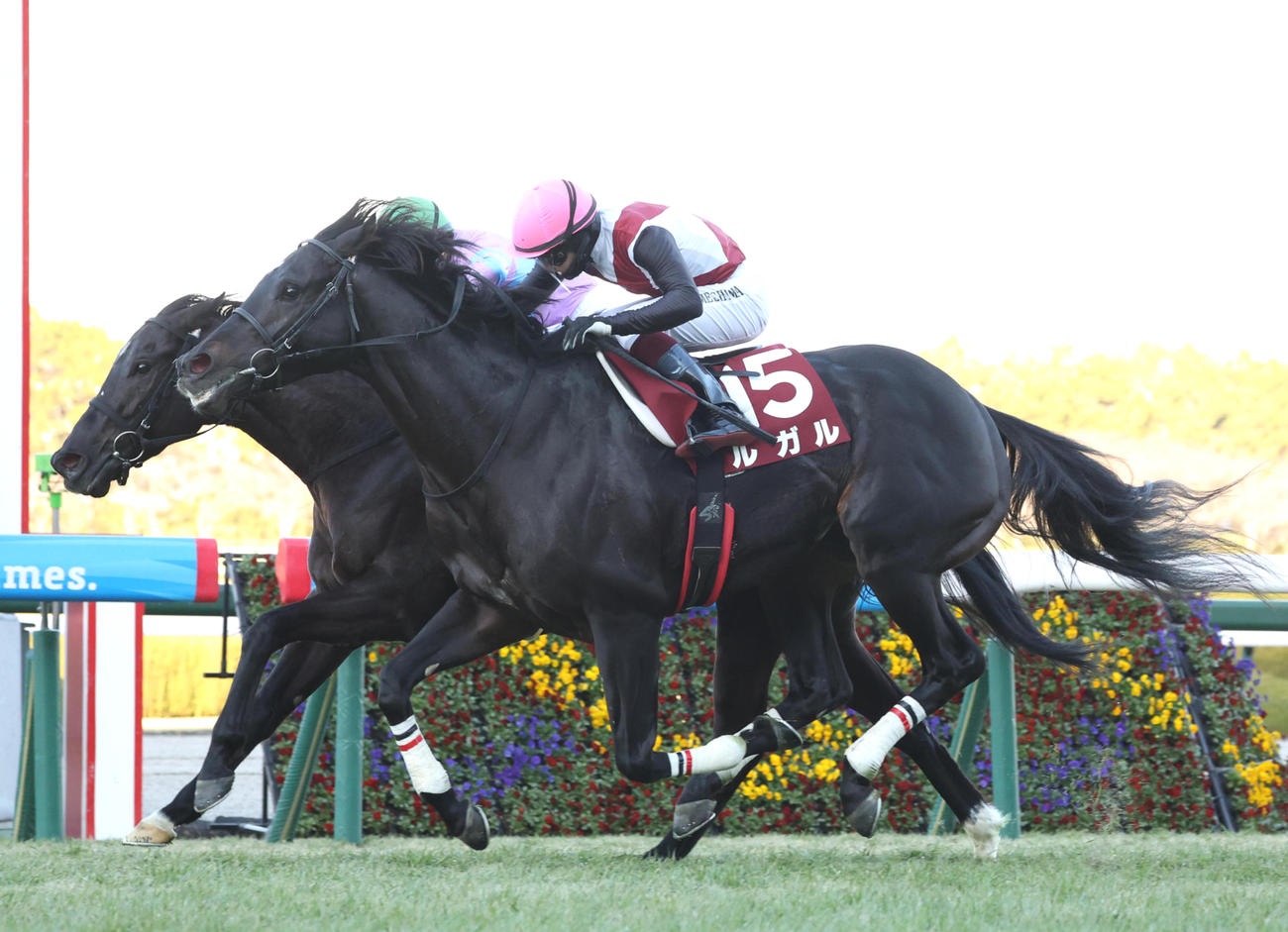 阪神11R、ナムラクレア（左）とのたたき合いを制して阪神Cを勝利したルガル（撮影・白石智彦）
