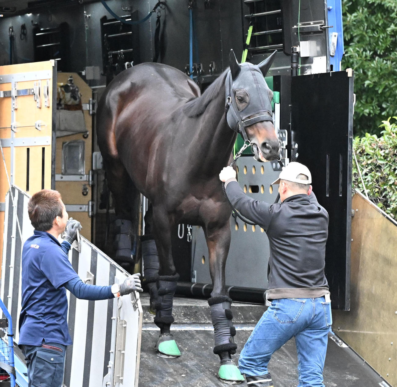 中山競馬場に到着したミステリーウェイ（撮影・千葉一成）