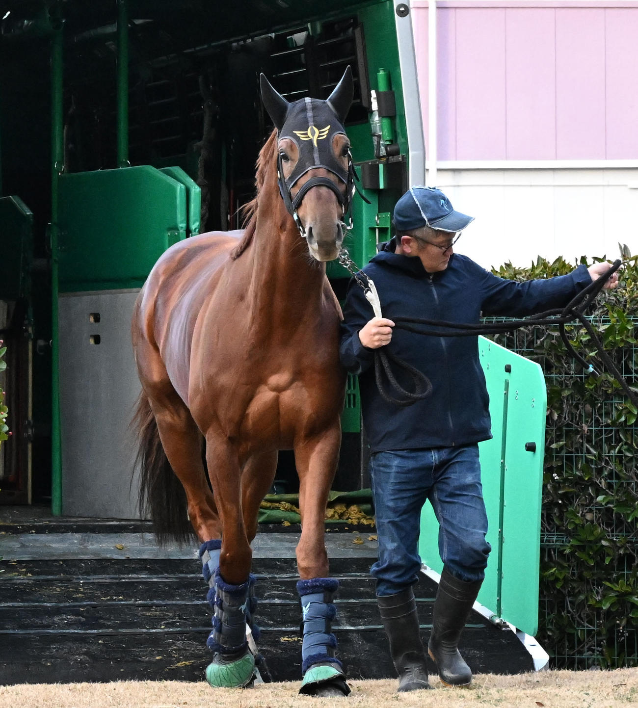 中山競馬場に到着したダノンデザイル（撮影・千葉一成）