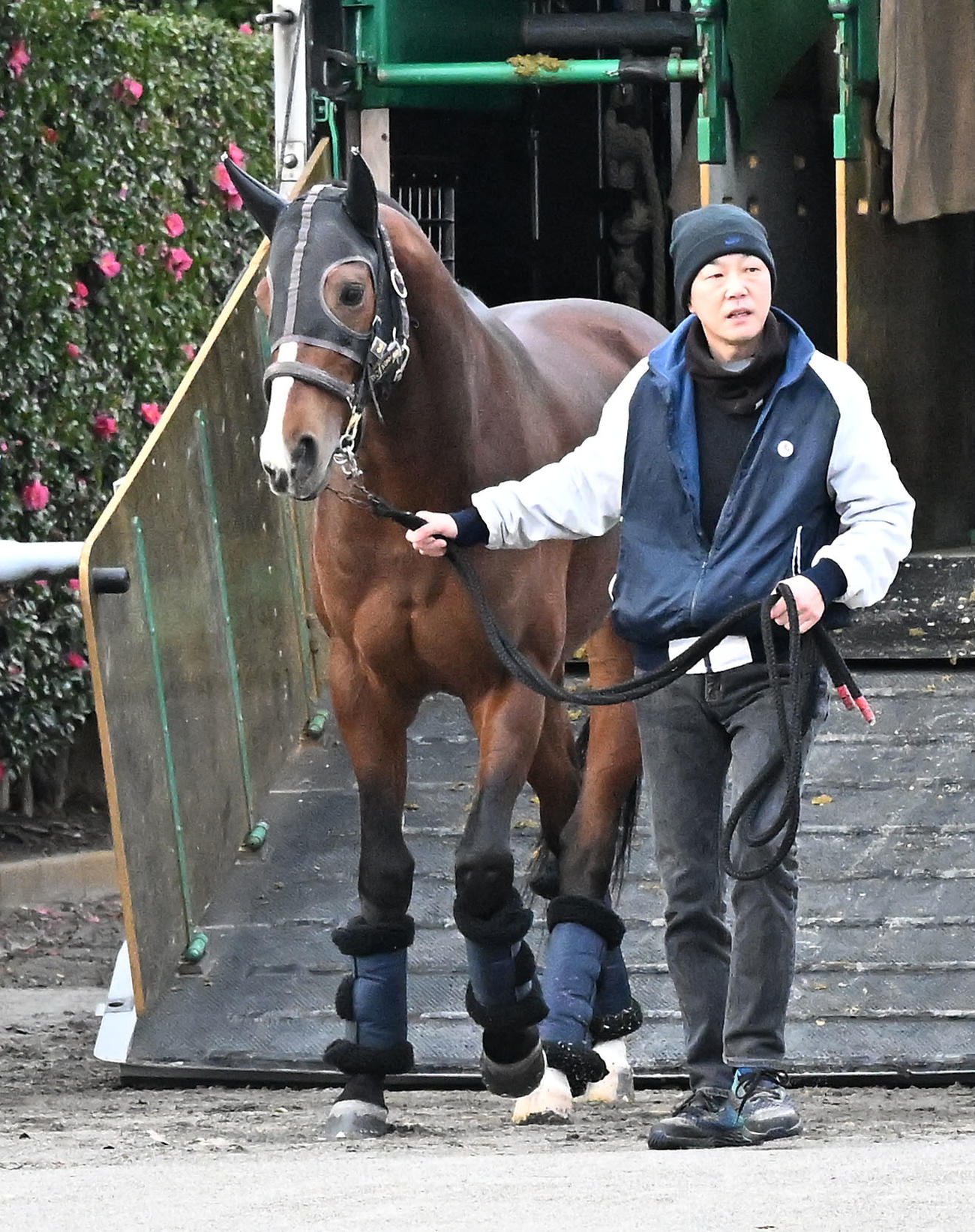 中山競馬場に到着したエキサイトバイオ（撮影・千葉一成）