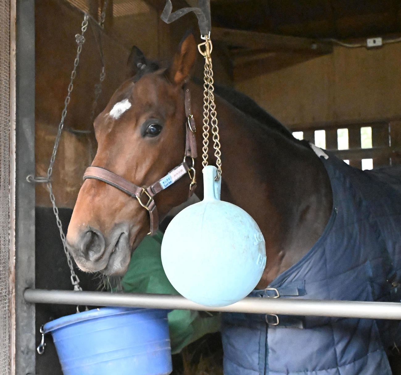 中山競馬場に到着し、馬房でくつろぐサンライズジパング（撮影・千葉一成）