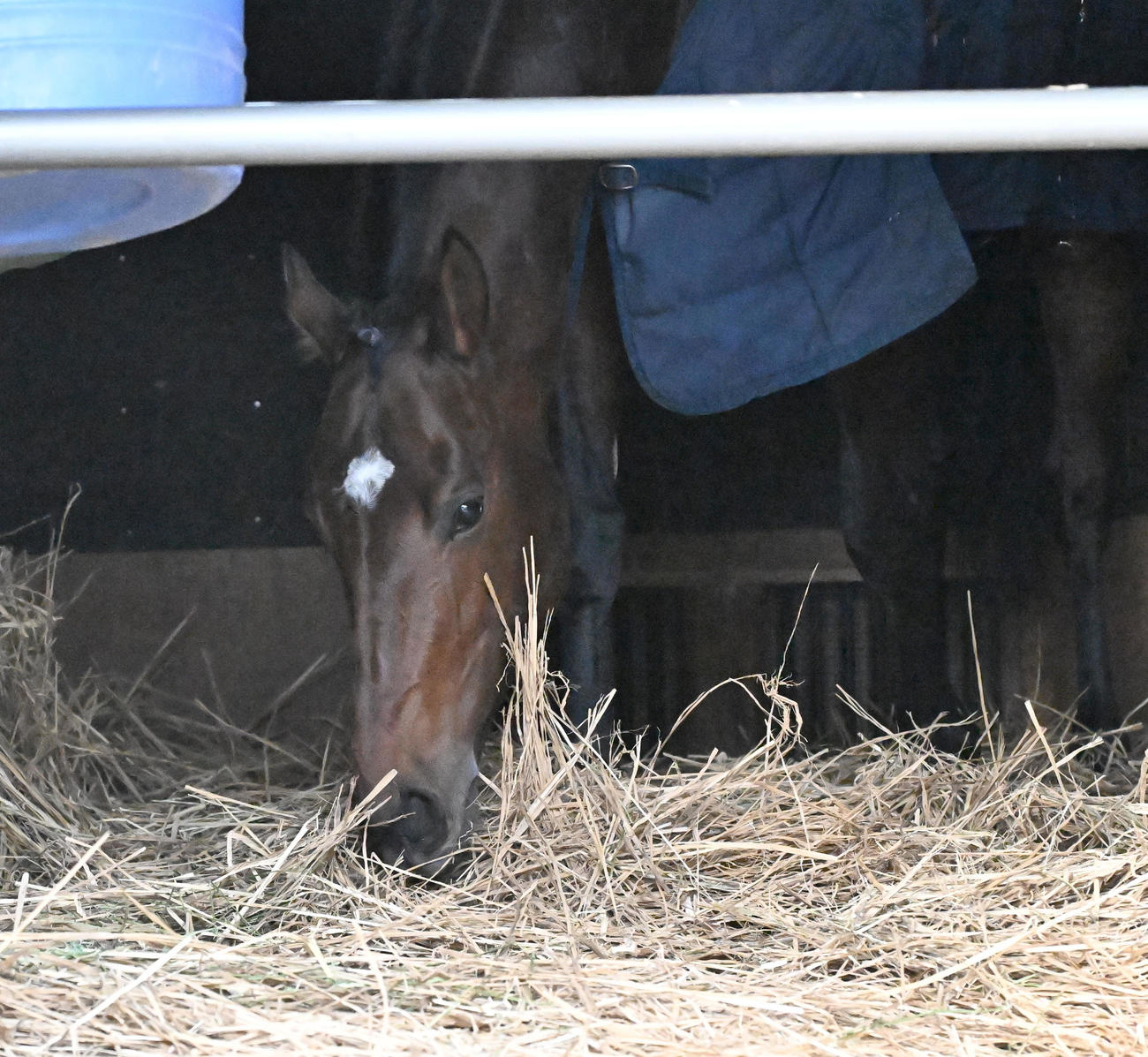 中山競馬場に到着し、馬房でくつろぐサンライズジパング（撮影・千葉一成）