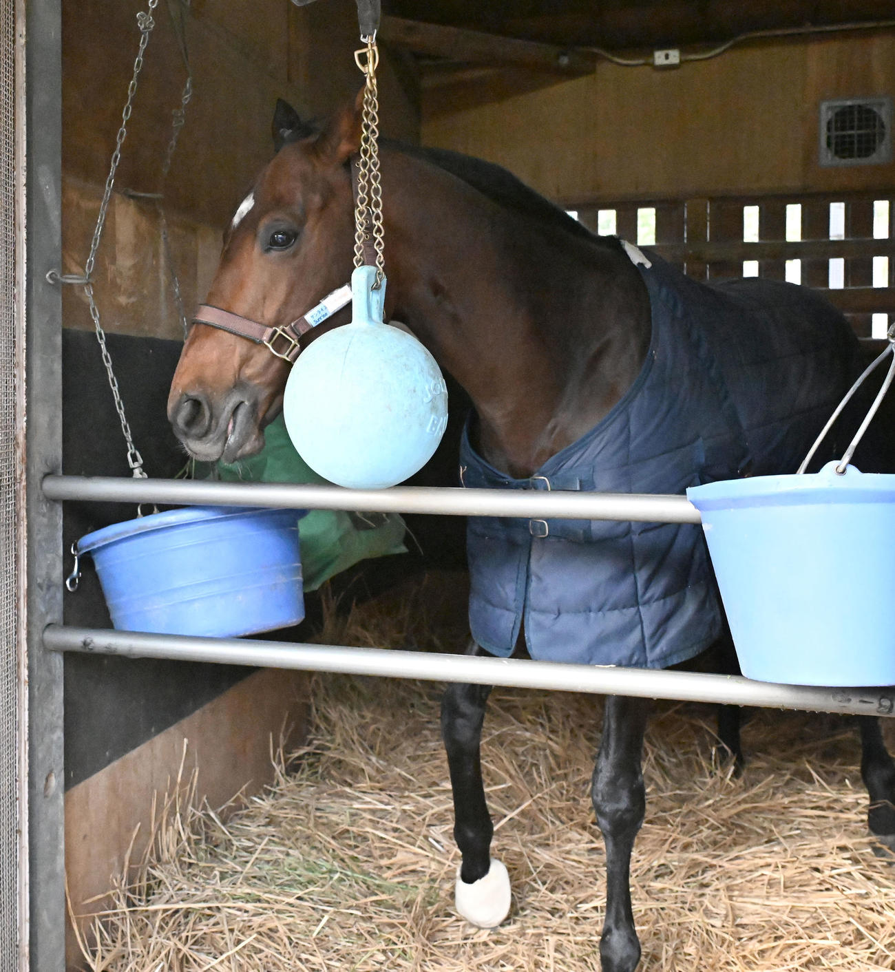 中山競馬場に到着し、馬房でくつろぐサンライズジパング（撮影・千葉一成）