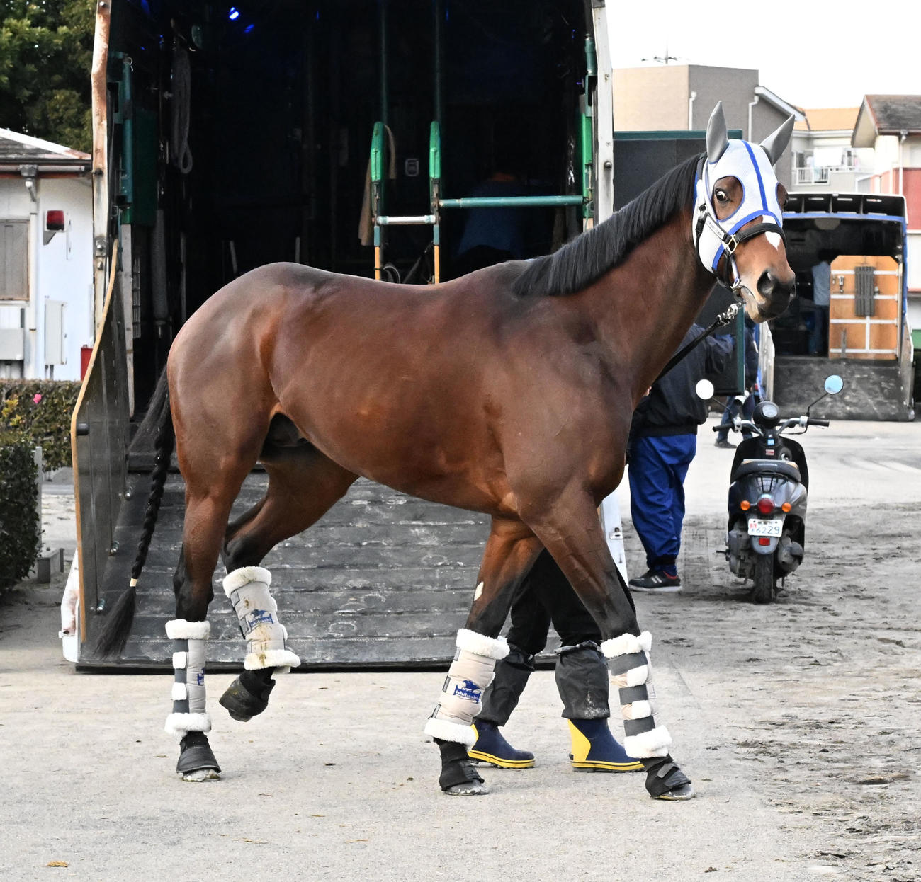 中山競馬場に到着したメイショウタバル（撮影・千葉一成）
