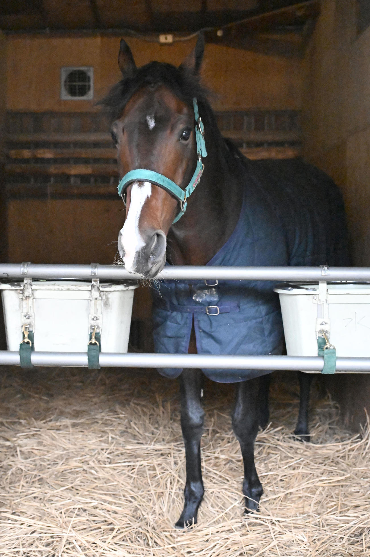 栗東からの長距離移動を終え、馬房でくつろぐエルトンバローズ（撮影・千葉一成）