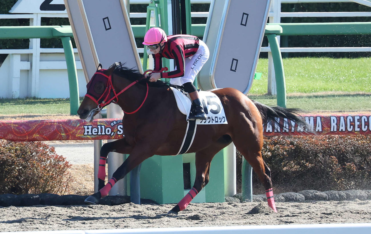 中山5R、2歳新馬戦を快勝したクラウトロックとプーシャン騎手（撮影・丹羽敏通）