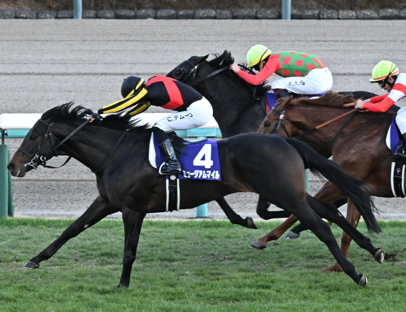 有馬記念2着に入ったコスモキュランダ（奥）。手前は勝ったミュージアムマイル（撮影・千葉一成）