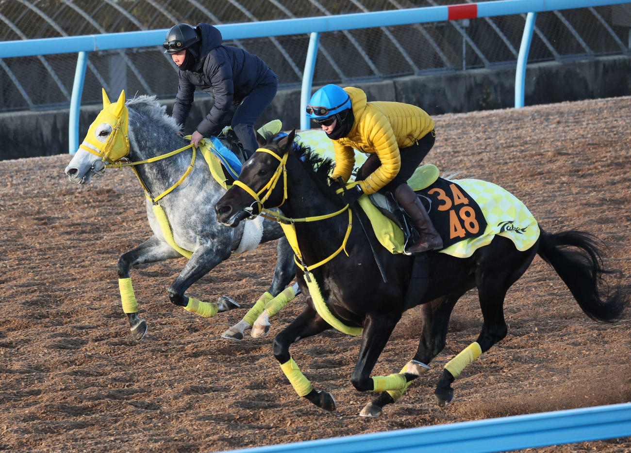 マイネルモーント（左）は美浦ウッドでドンエレクトスと併せて追い切られた（撮影・丹羽敏通）