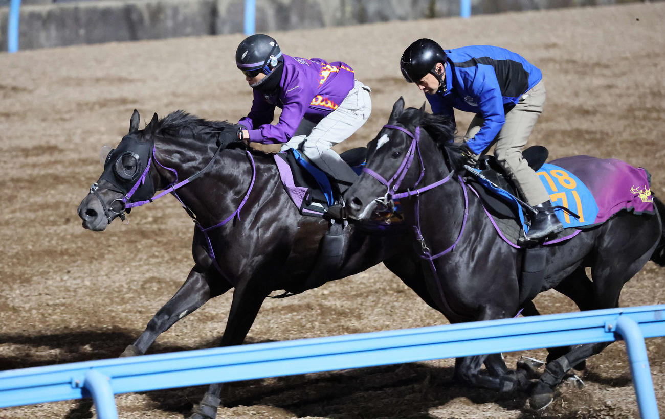 トロヴァトーレ（左）は美浦ウッドでルカランフィーストと併せて追い切られた（撮影・丹羽敏通）