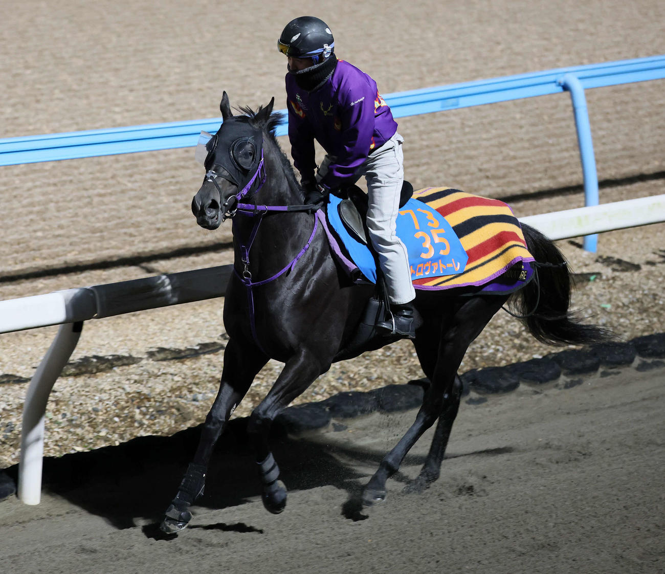 ダートコースで運動するトロヴァトーレ（撮影・丹羽敏通）