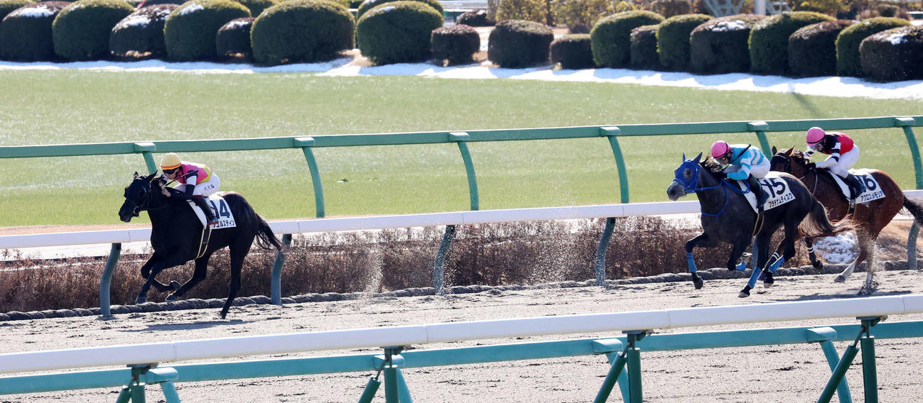 中山1R、後続を離すフュルスティンと横山武騎手（左）（撮影・丹羽敏通）