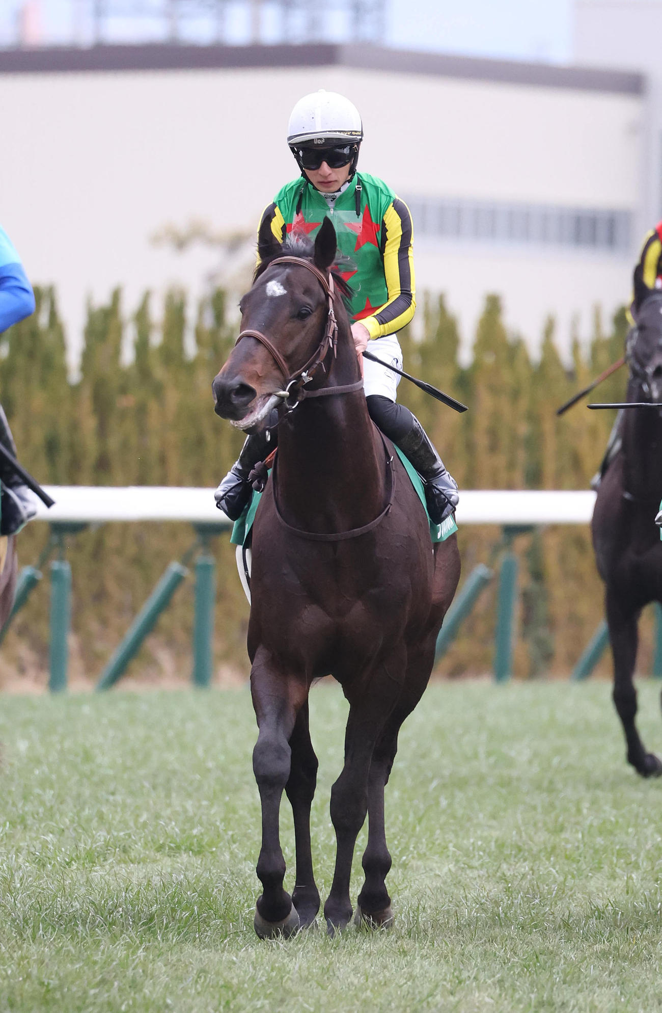 京都金杯5着に敗れた1番人気のランスオブカオス（撮影・白石智彦）