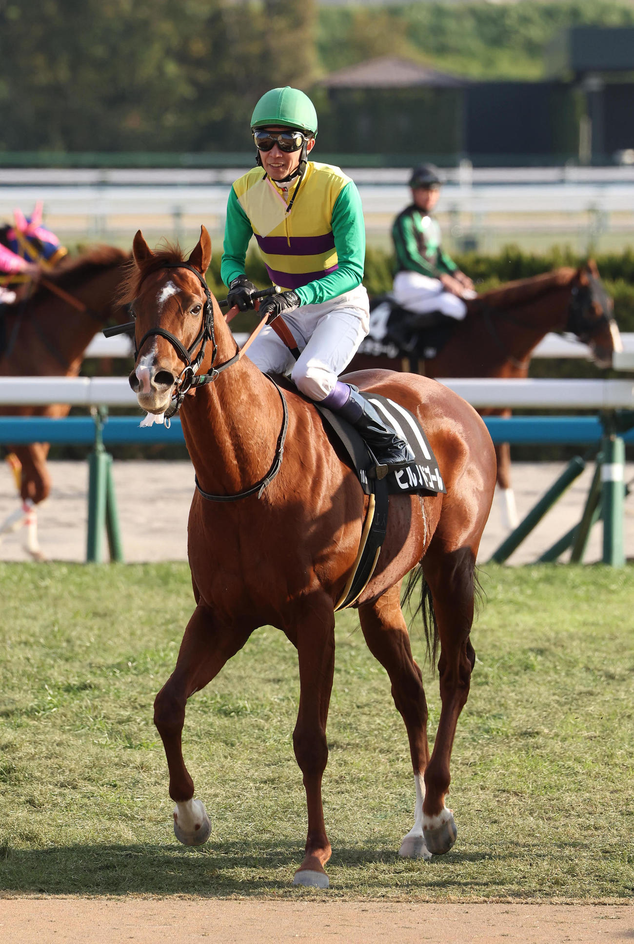武豊騎手を背に門松Sを制したヒルノドゴール（撮影・白石智彦）