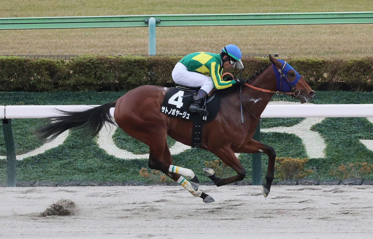 ダート3連勝中のサトノボヤージュ（2025年11月29日撮影）