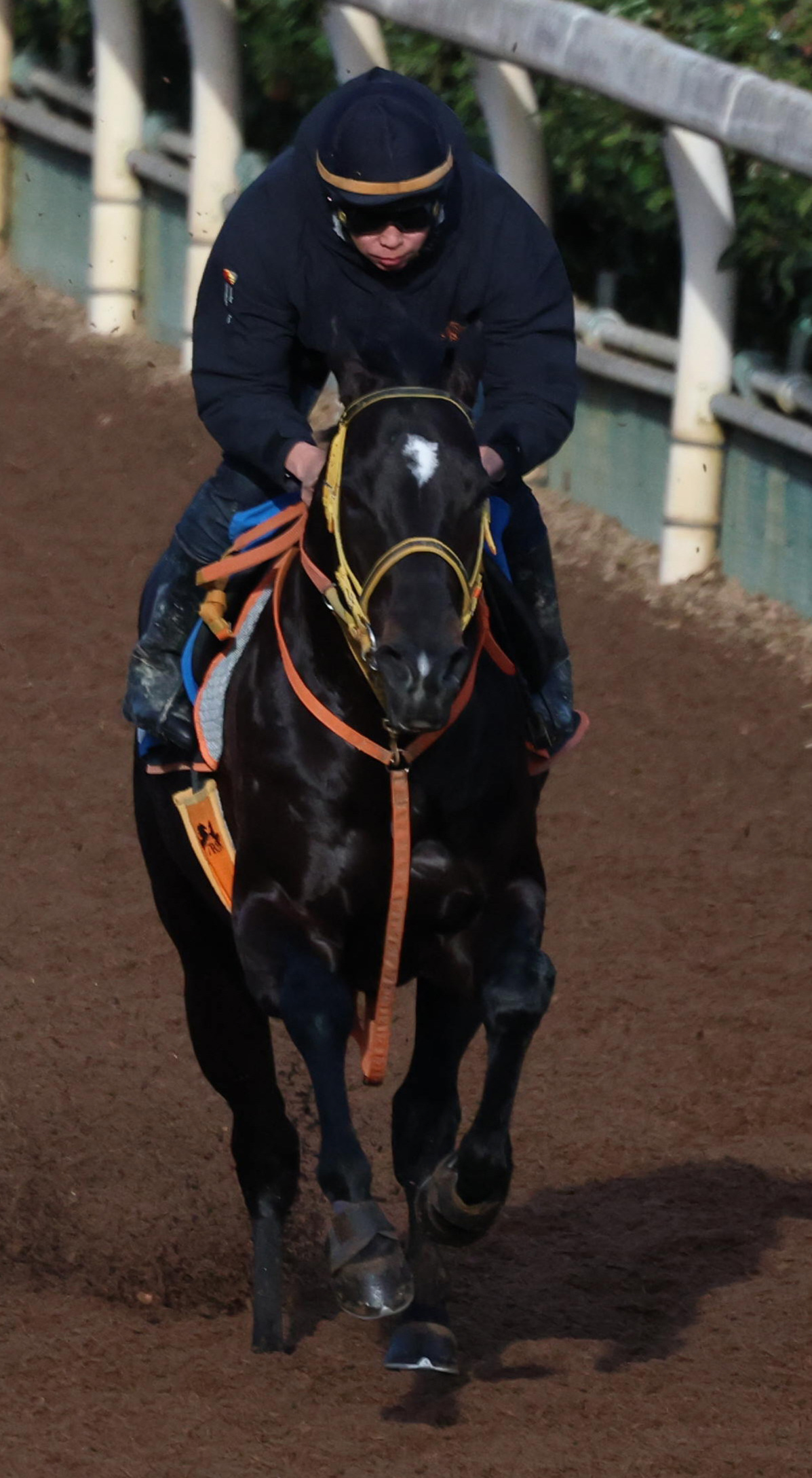 京都金杯18番人気で3着激走ショウナンアデイブは2・22小倉大賞典へ