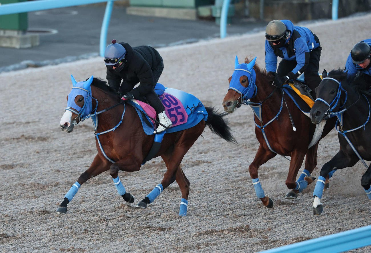 ビッグカレンルーフ（左）は松岡騎手を背に美浦ウッドを3頭併せで追い切られた（撮影・丹羽敏通）