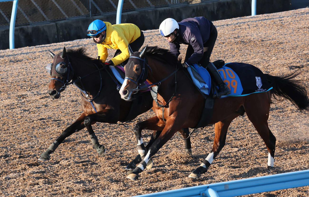 8日、トワニ（左）は菅原明騎手を背に美浦ウッドでシマサンブラックと併せて追い切られた