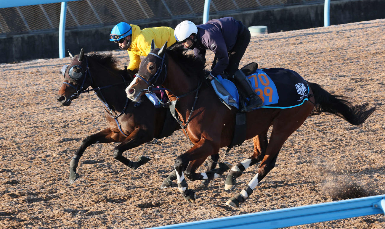 8日、トワニ（左）は菅原明騎手を背に美浦ウッドでシマサンブラックと併せて追い切られた