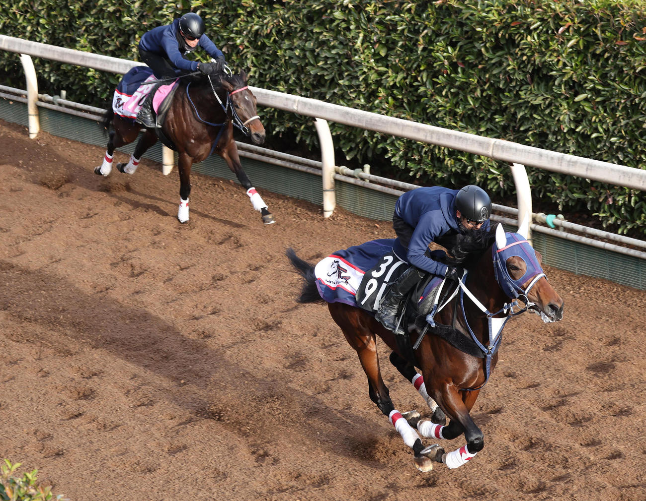 8日、坂路を併せ馬で追い切るクールデイトナ（右）