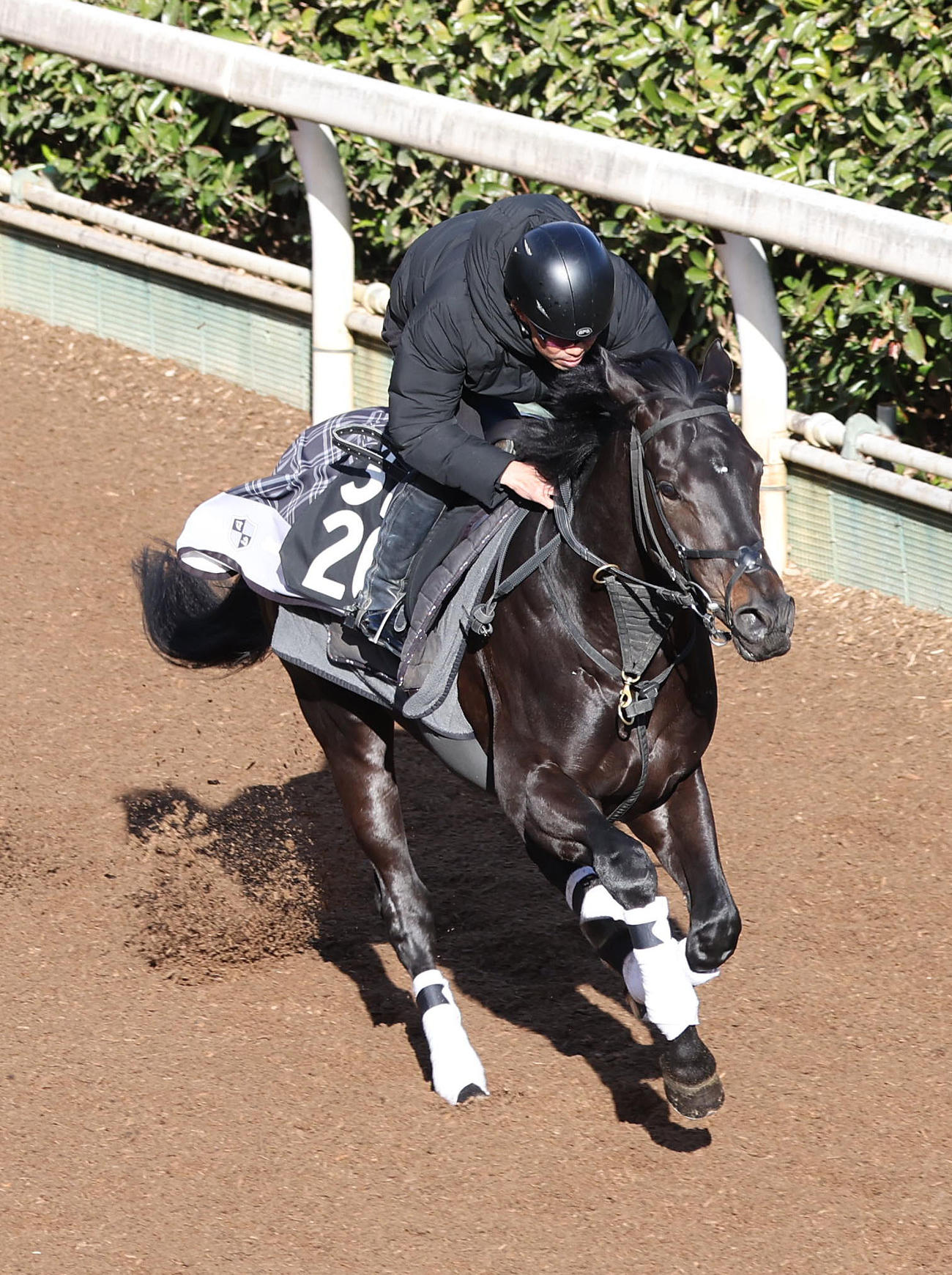 8日、坂路を単走で追い切るルートサーティーン