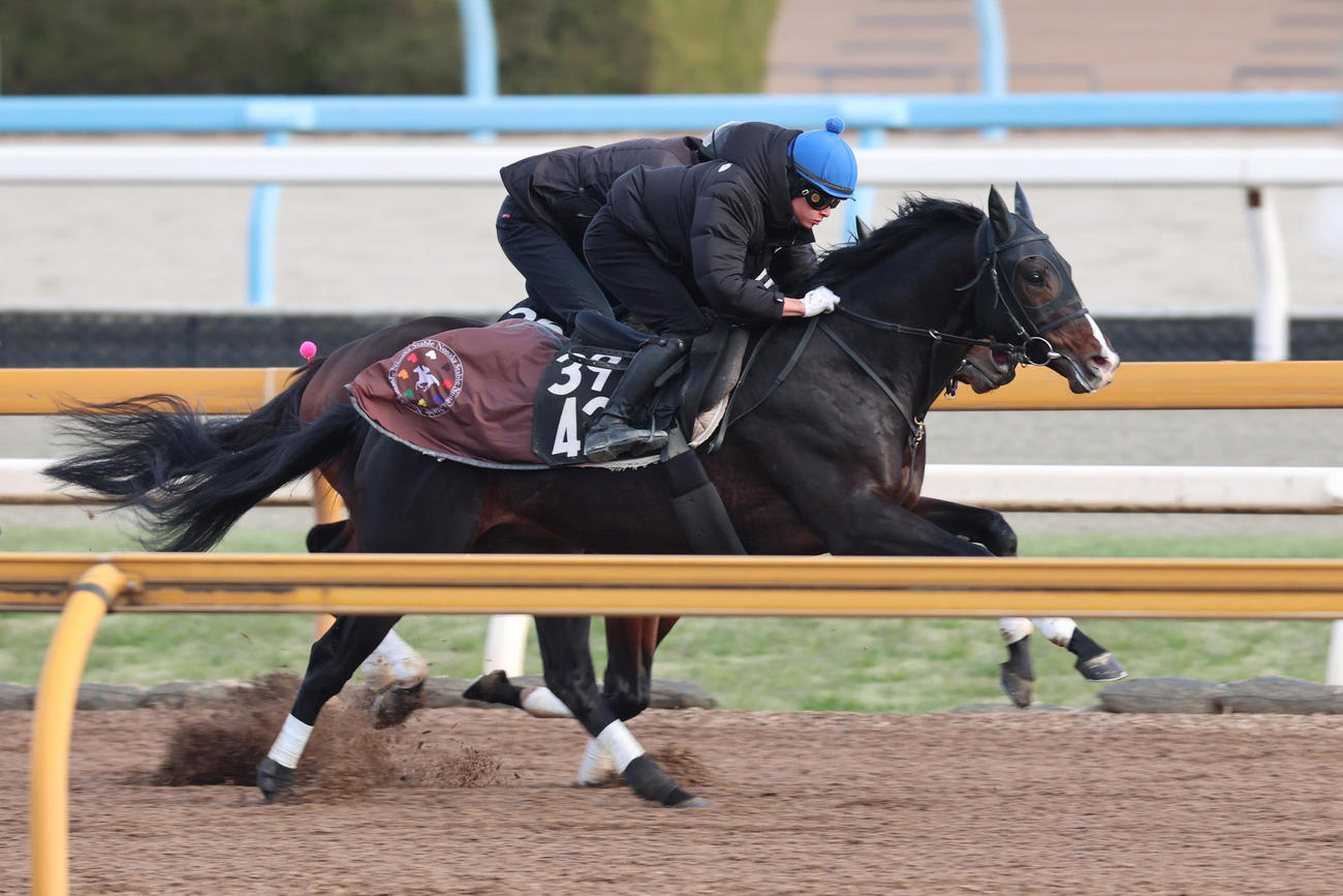 8日、岩田望来騎手が騎乗し、Cウッドコースでメンデレーエフ（右）と併せたアルトラムス