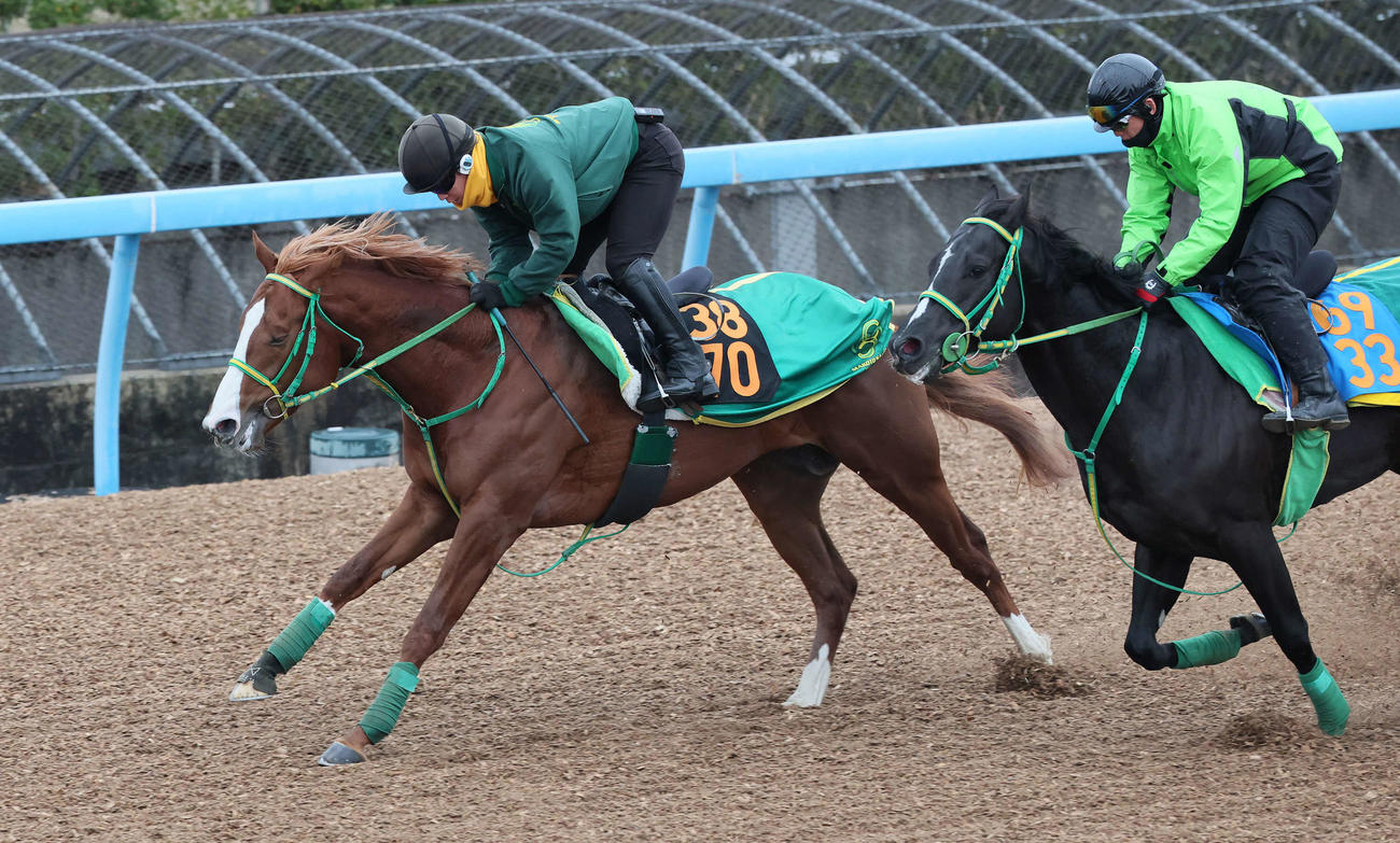 7日、堀江貴文氏所有馬イッテラッシャイ（左）は美浦ウッドでゴットランドと併せて追い切られた