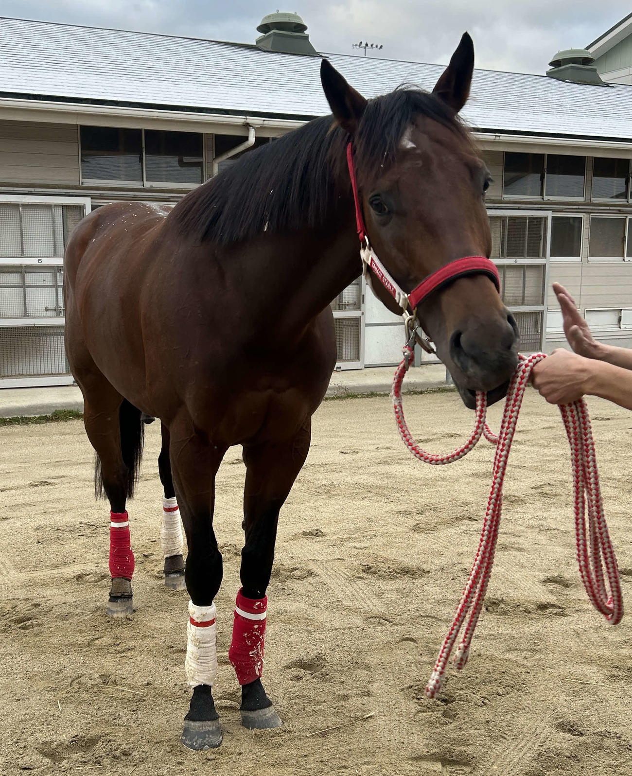 フォーエバーヤングが2・14サウジC連覇へ初時計 渋田助手「進化し
