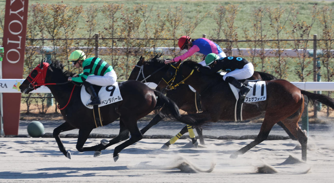京都7R、4歳以上1勝クラスはハマーハンセン騎手のベンダバールが鮮やかな差し切り勝ち（撮影・西尾就之）