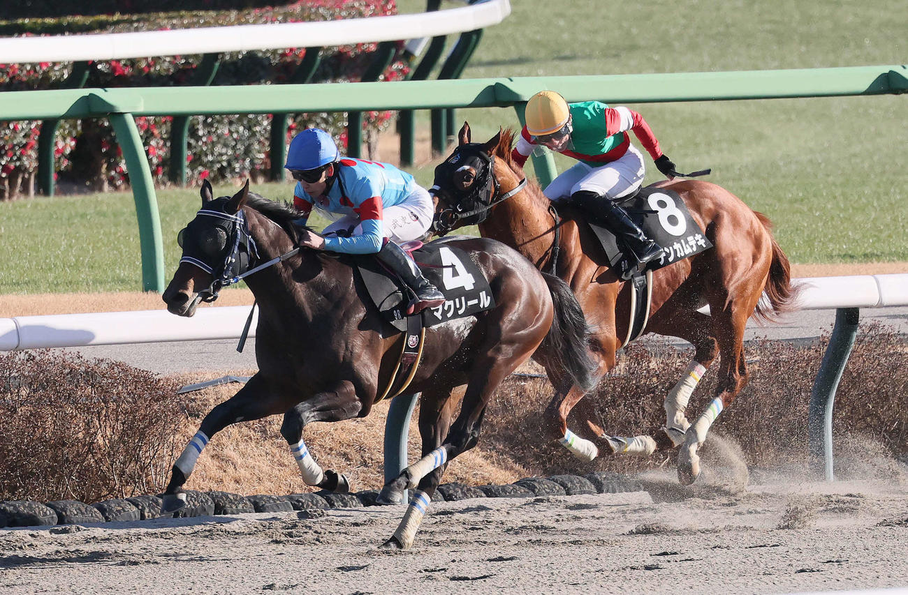 黒竹賞を制したマクリールと横山武騎手（撮影・丹羽敏通）