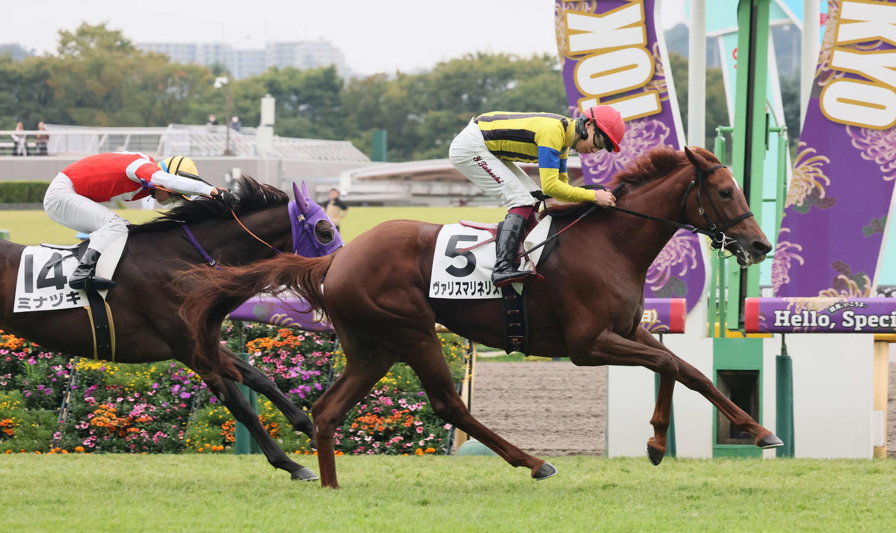 25年10月26日東京5Rの新馬戦を制したヴァリスマリネリス