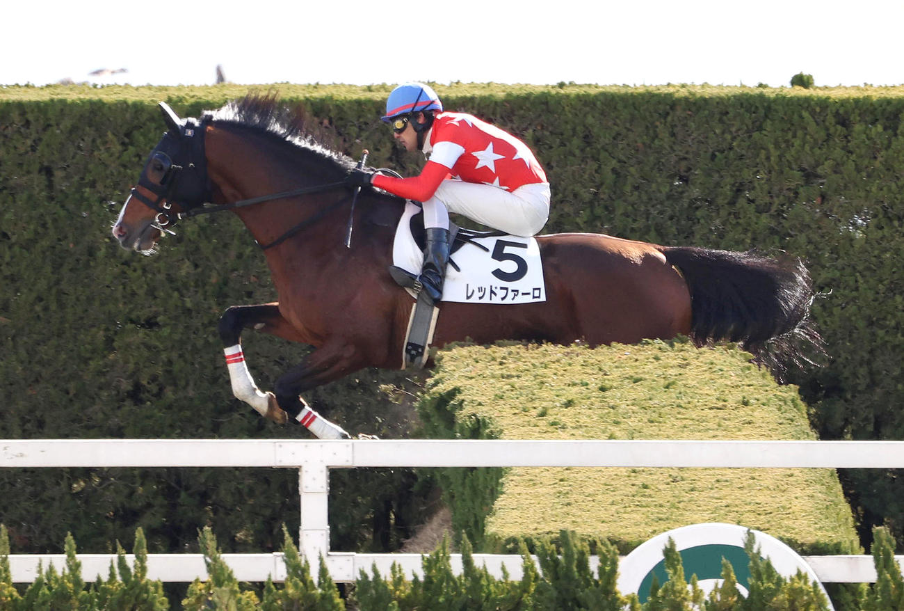 京都4R、西谷騎手を背に障害を飛越するレッドファーロ（撮影・白石智彦）