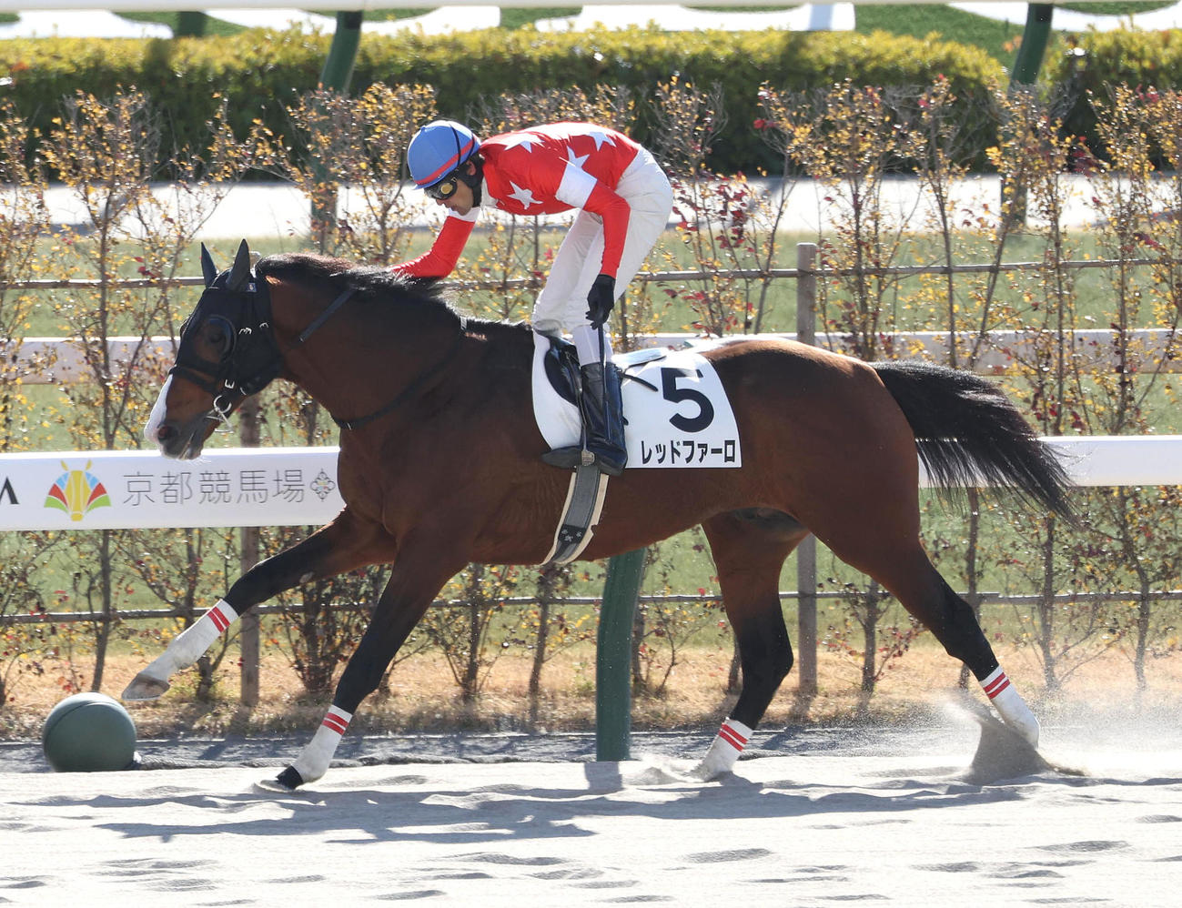 京都4R、レッドファーロで障害競走JRA通算200勝を達成した西谷騎手（撮影・白石智彦）