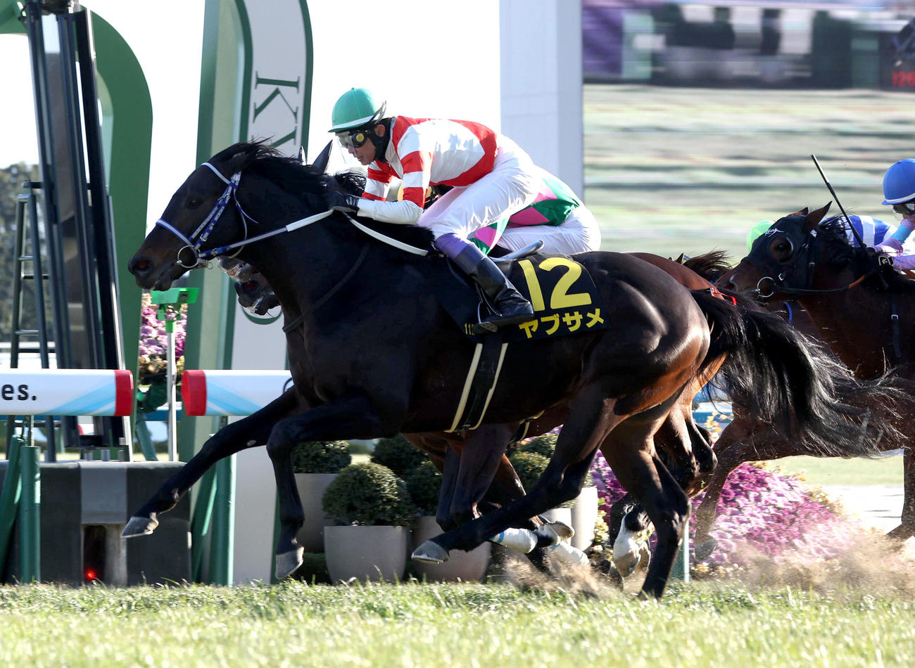 京都11R、直線外から伸びて淀短距離Sを制したヤブサメ（撮影・白石智彦）