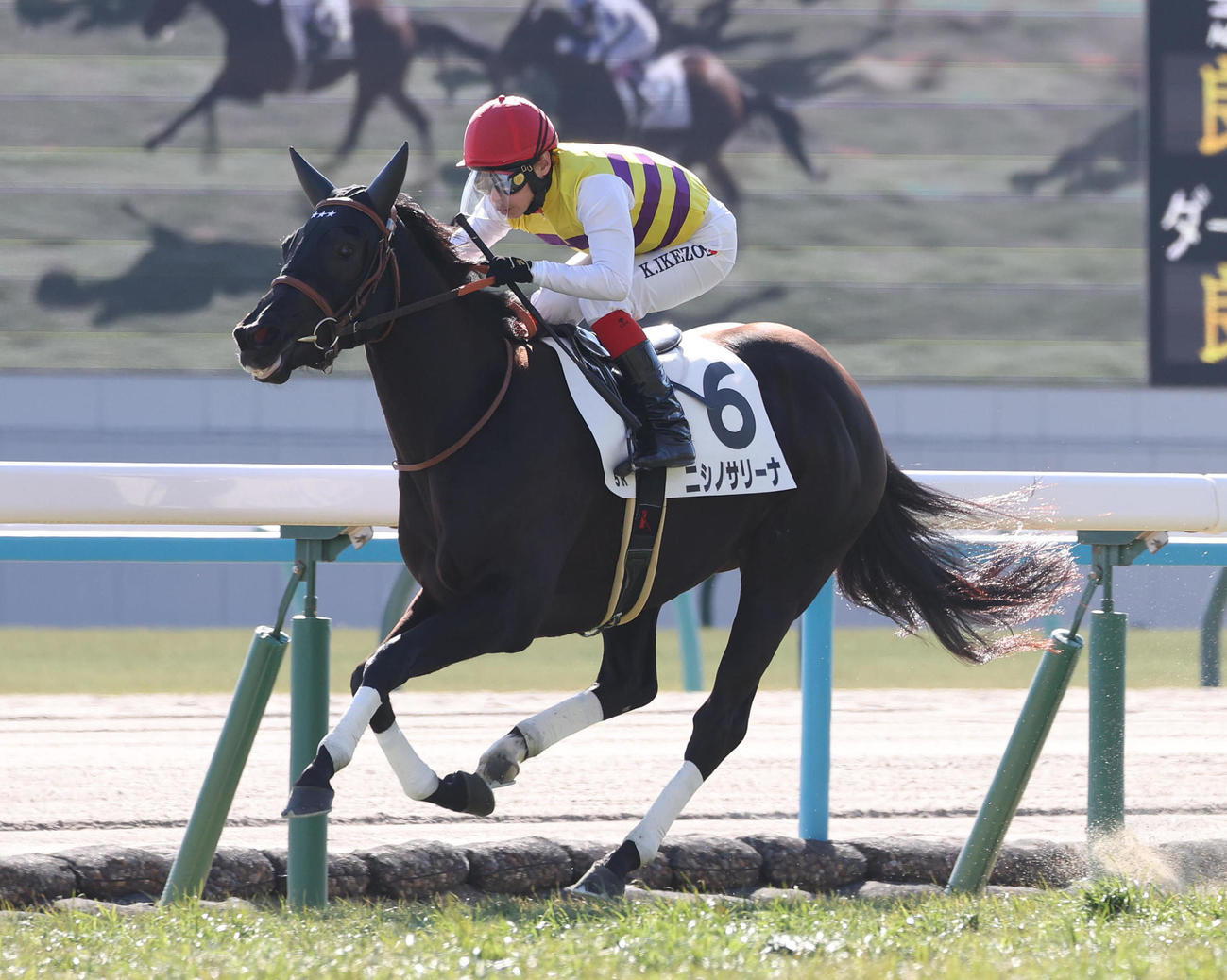 京都5R、逃げ切って新馬戦を快勝したニシノサリーナ（撮影・白石智彦）