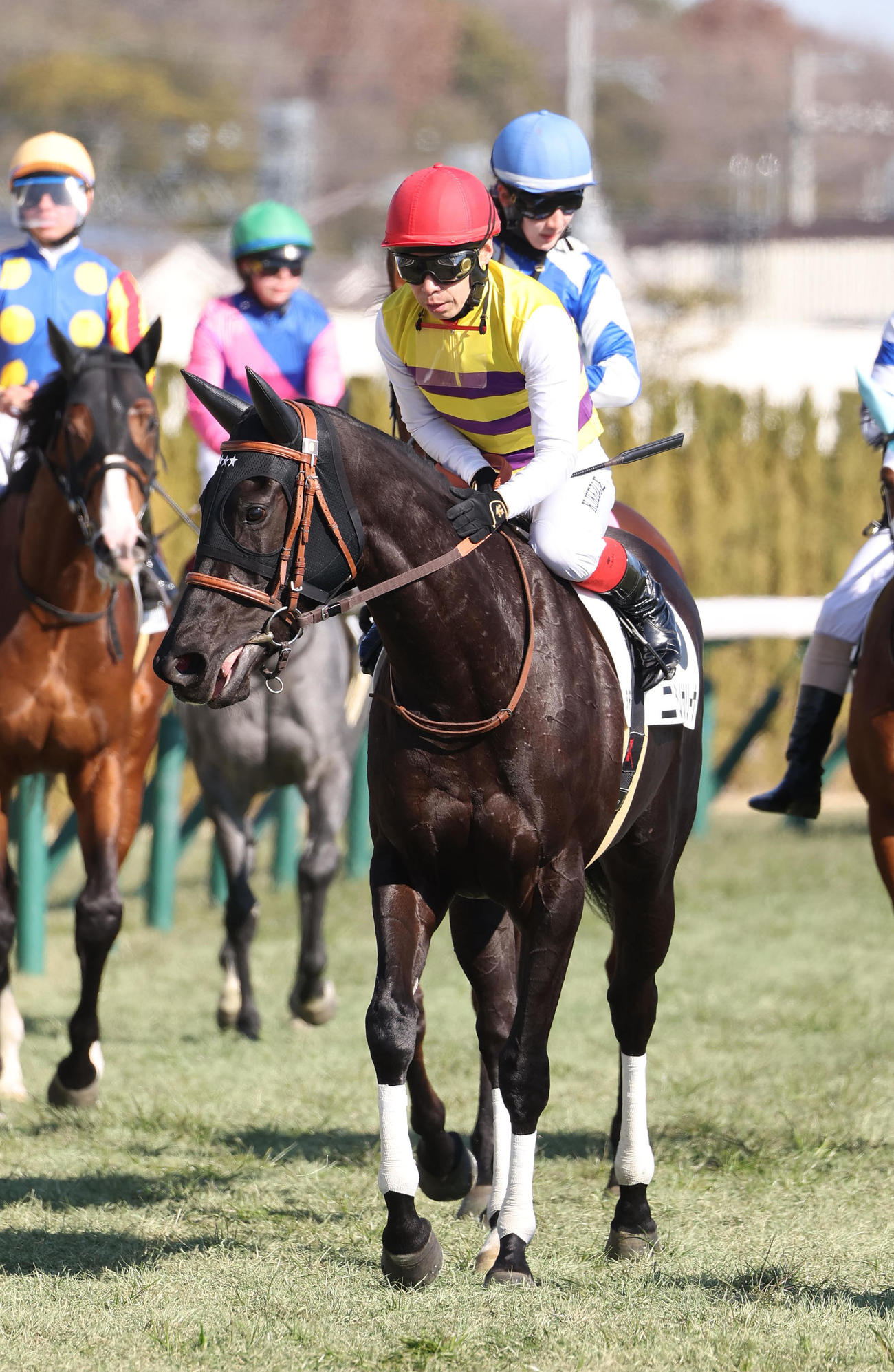 京都5R、新馬戦を快勝したニシノサリーナ（撮影・白石智彦）