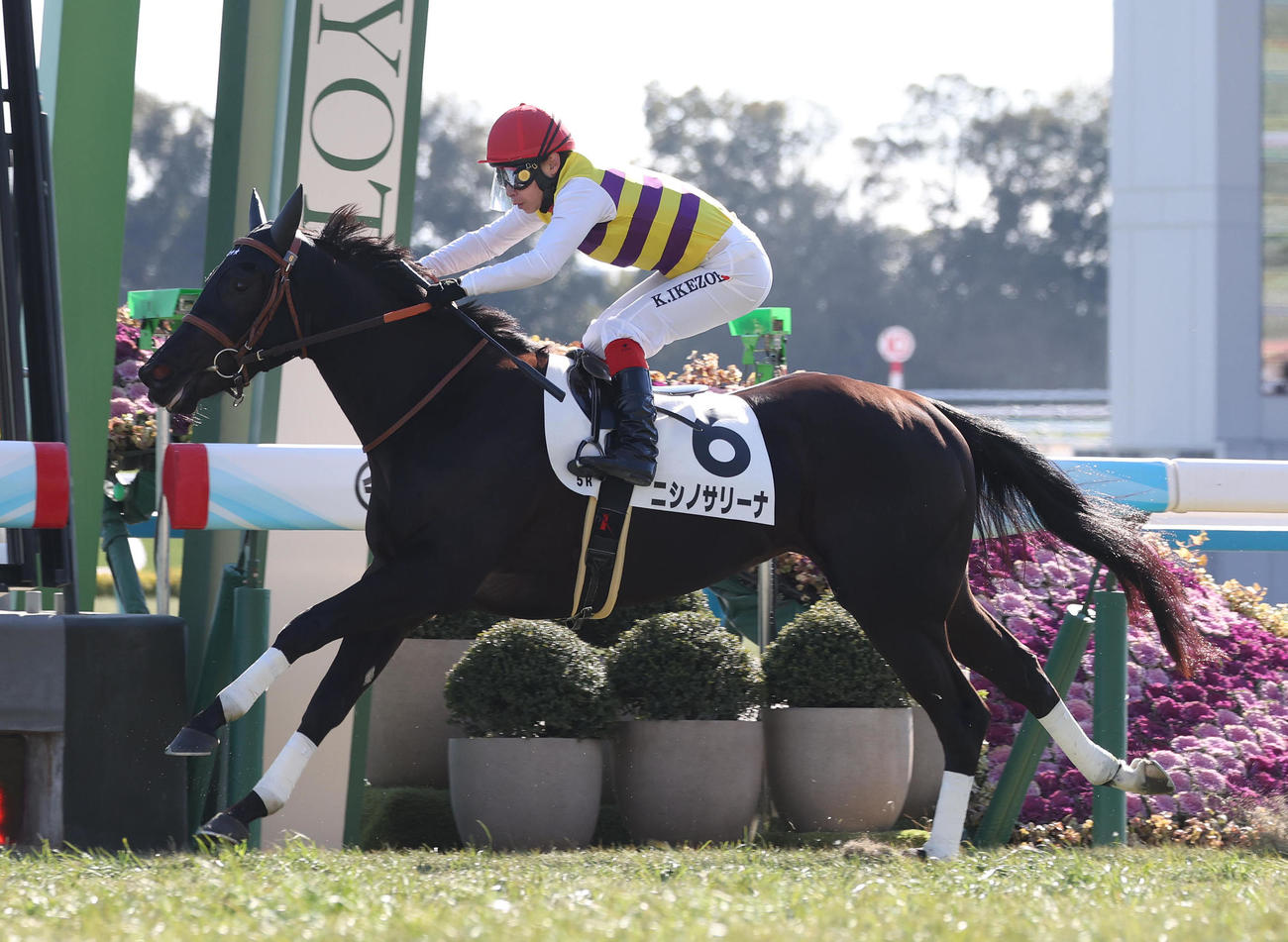 京都5R、逃げ切って新馬戦を快勝したニシノサリーナ（撮影・白石智彦）