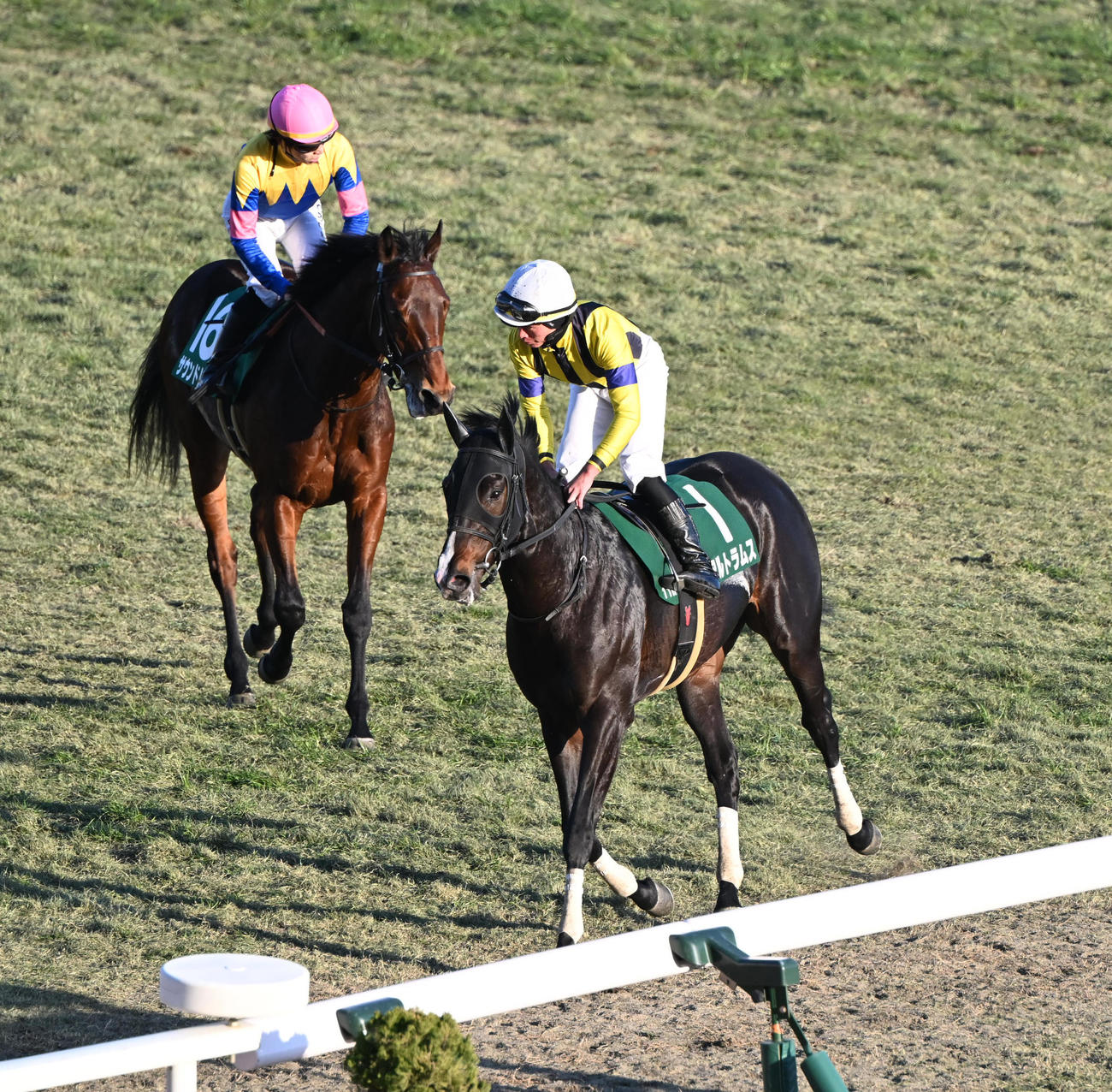 京都11R　日刊スポーツ新聞賞シンザン記念に3着に敗れたアルトラムス（撮影・和賀正仁）