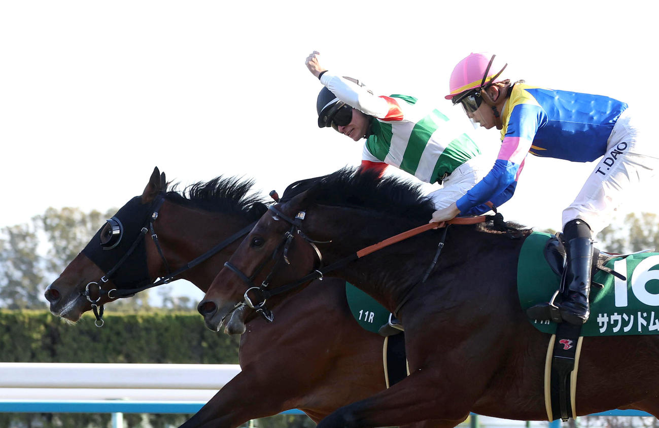 京都11R、サウンドムーブ（右）を首差退けてシンザン記念を制したサンダーストラック（撮影・白石智彦）