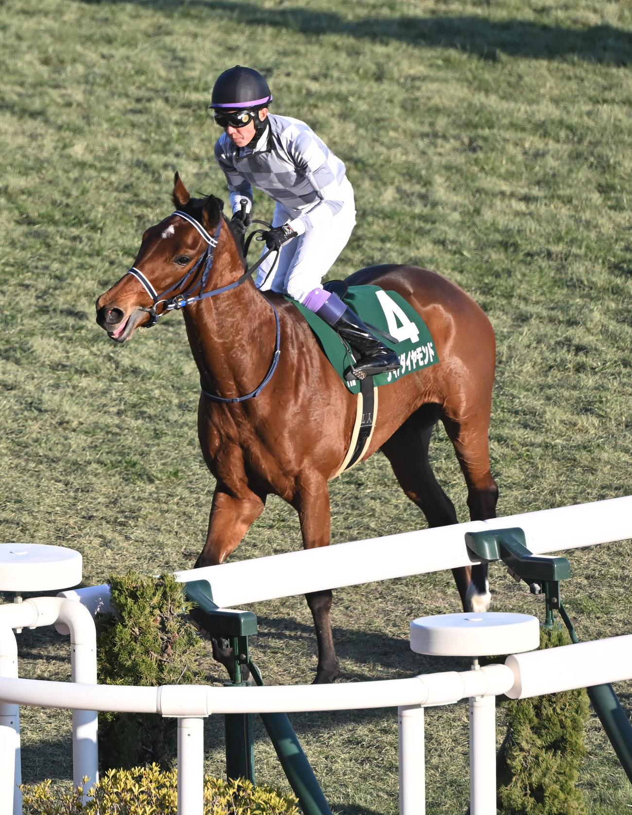 京都11R　日刊スポーツ新聞賞シンザン記念に9着に敗れたディアダイヤモンド（撮影・和賀正仁）